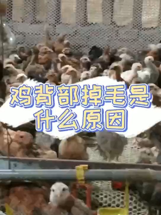 鸡严重脱毛是什么原因鸡掉毛是什么病吃啥药