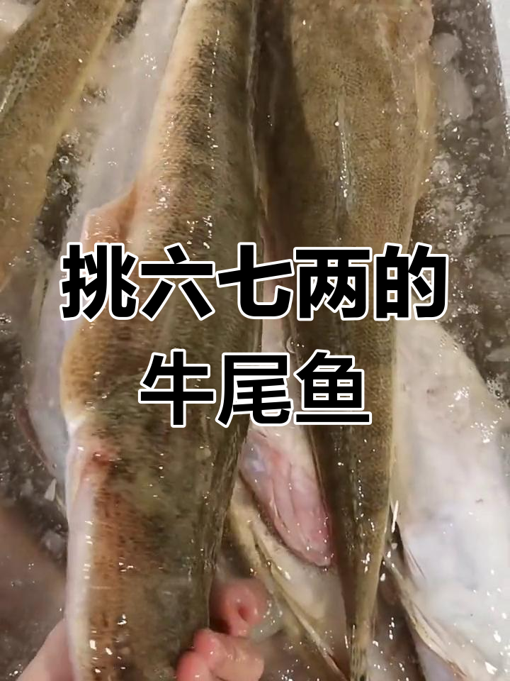 牛尾巴鱼挑选指南:六七两最美味