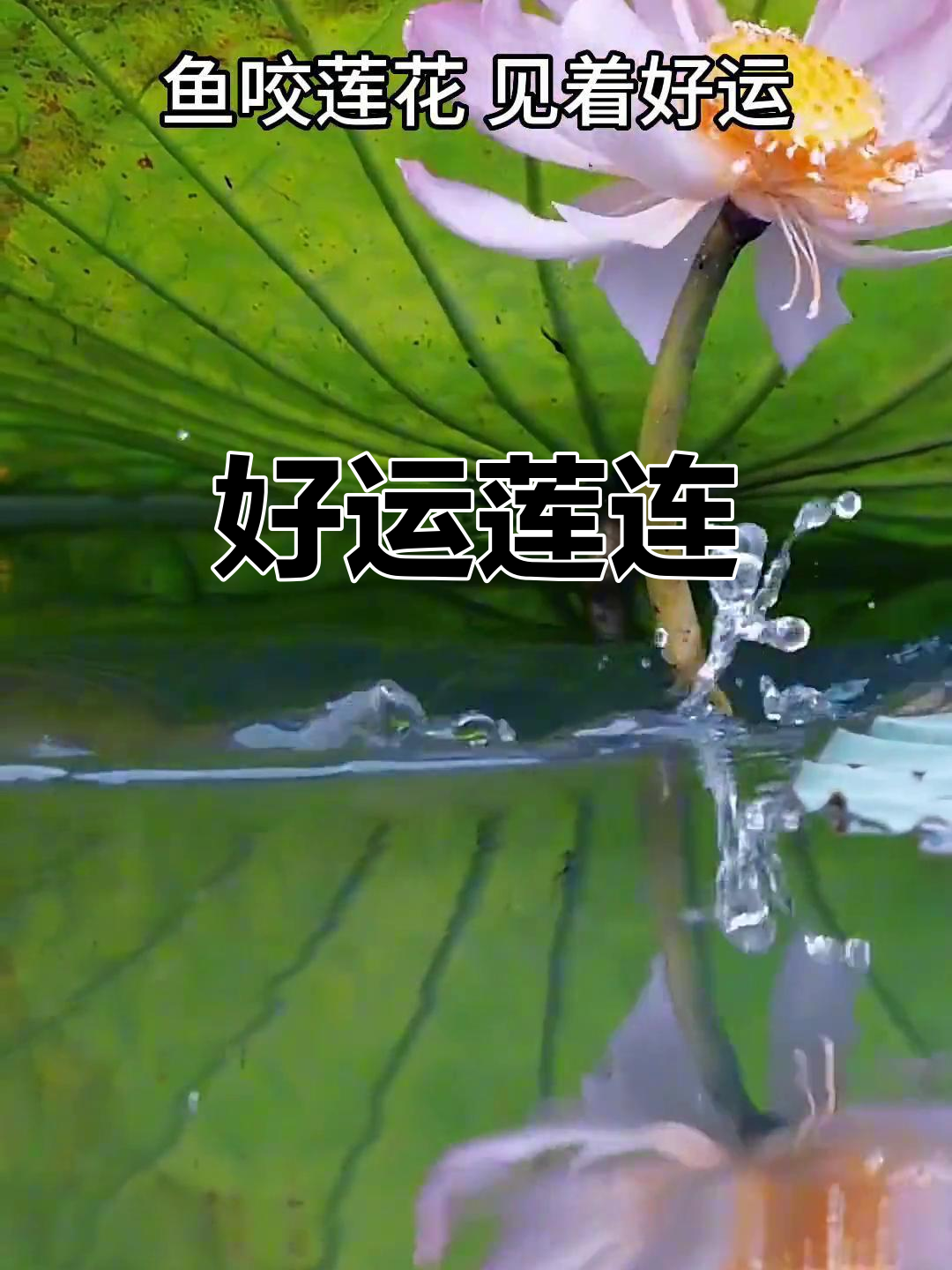 28天守候,罕见鱼咬莲花瞬间,愿好运连连!