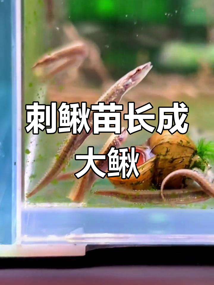 刺鳅苗成长记:从小小幼苗到成年大鳅,养殖生活趣事