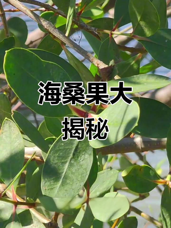 深圳湾赶海捡到“海苹果”,原来是这种宝贝!