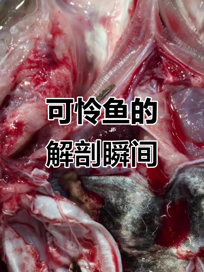 鱼的心脏还在跳,解剖过程让人心碎