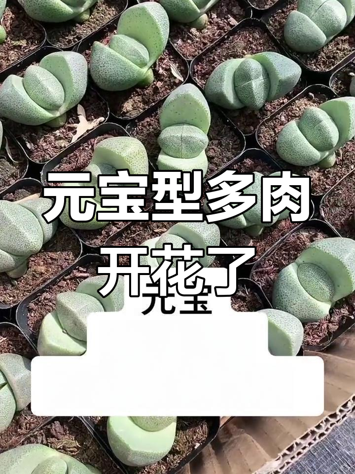 像元宝一样的多肉植物,竟然会开花!