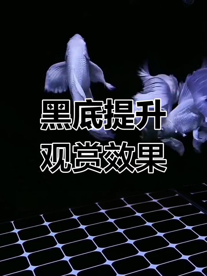 鱼缸贴黑色背景纸的原因揭秘