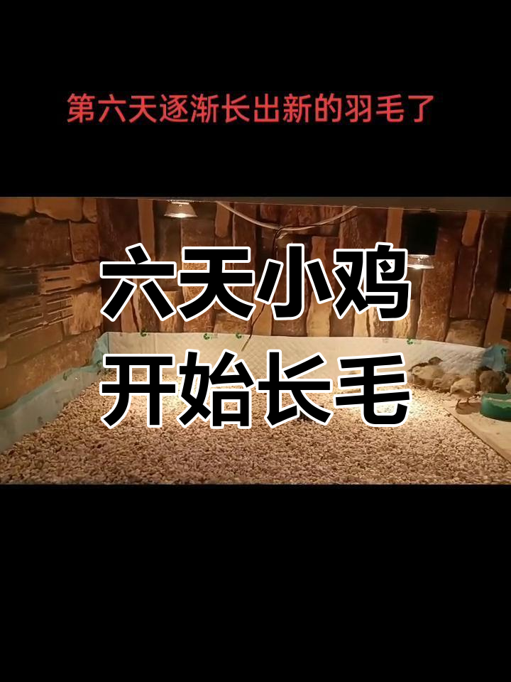小鸡崽子出生六天,羽毛逐渐长出,温度控制很重要