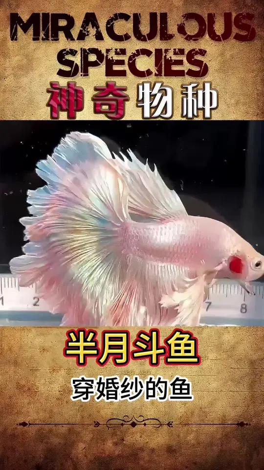 穿婚纱的鱼,好看到爆炸 怎么会有鱼长的这么好看呢?奇妙的动物 动物世界 萌宠 动物萌时刻