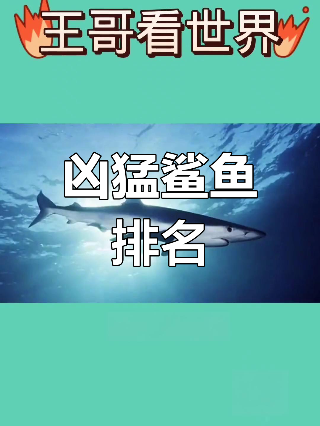 全球最危险的鲨鱼,小心最后一种,连大白鲨都甘拜下风
