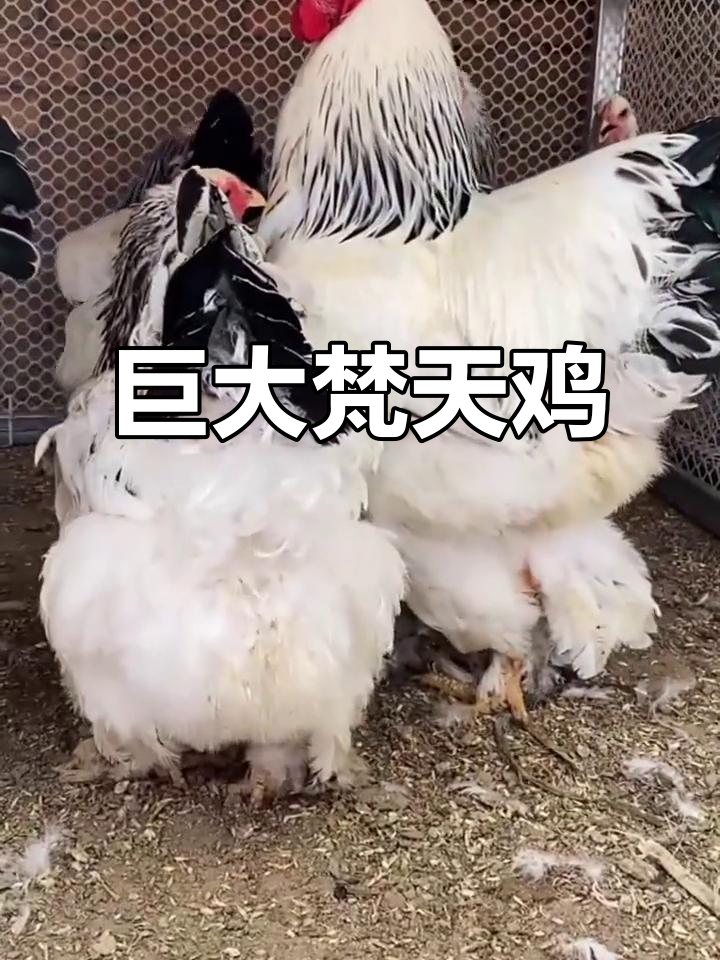 梵天鸡:体型堪比小孩,巨型公鸡重达十六斤