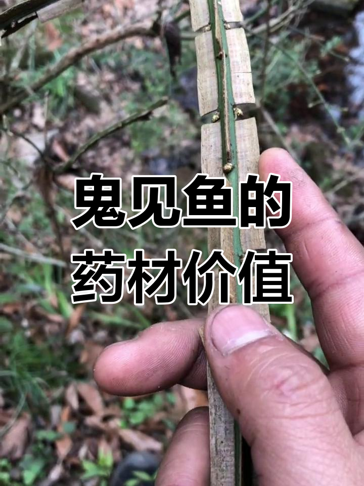 鬼见鱼喂毛与药材的秘密,这棵树竟然能发芽!