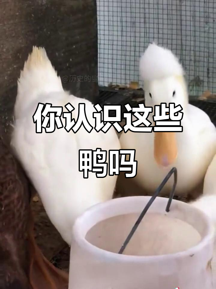 20种不同品种的鸭子,你都能认出来吗?