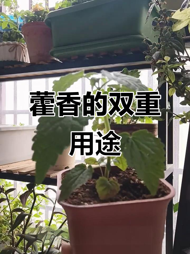 9月特供:藿香叶片炒蛋烧鱼,药食同源美味