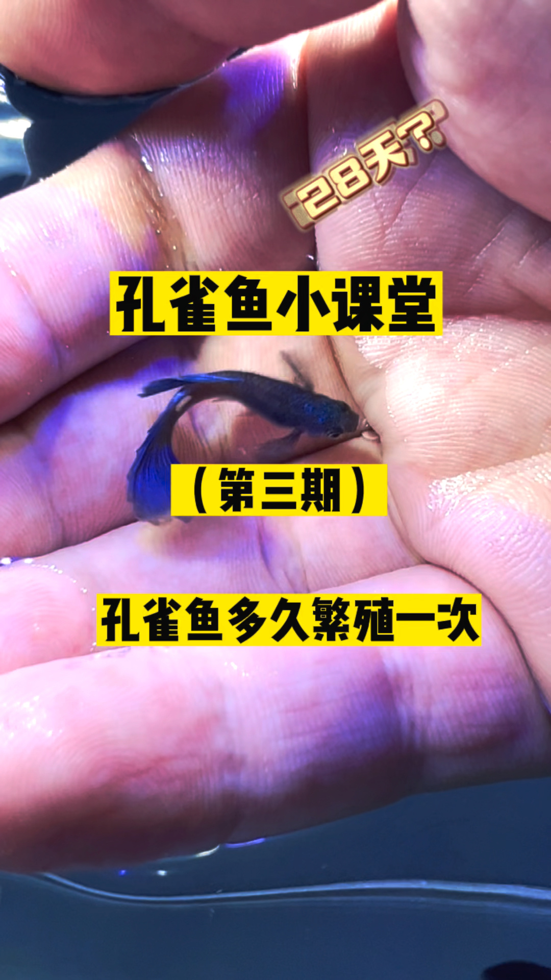孔雀鱼母鱼多久繁殖一次