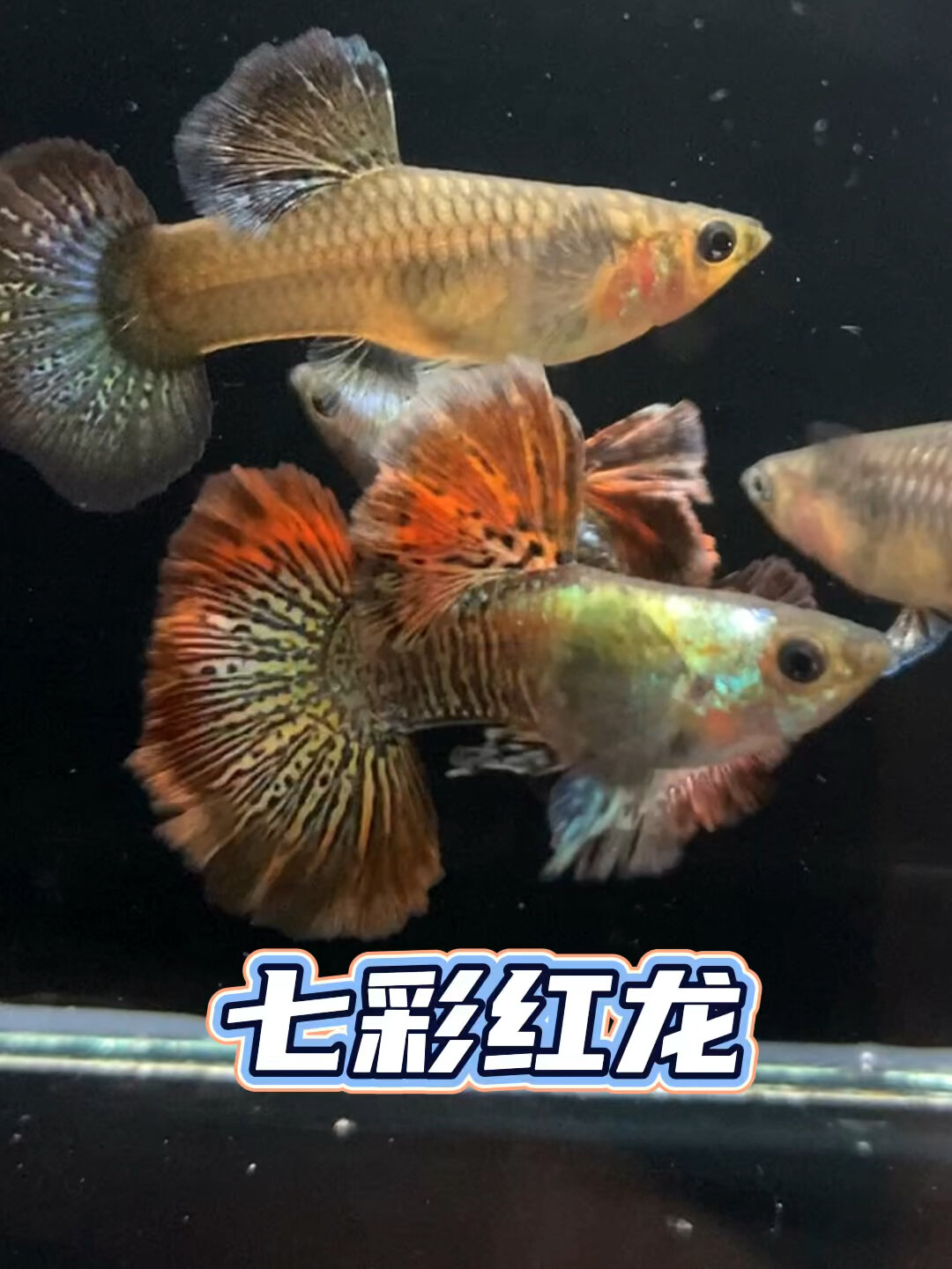 七彩红龙孔雀鱼