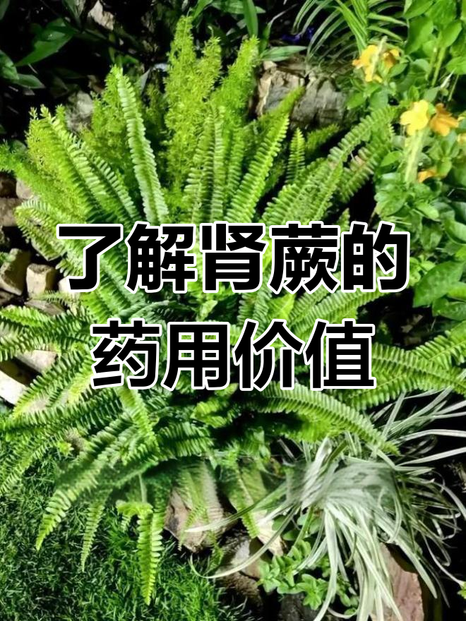 肾蕨:别名有趣,功效多多