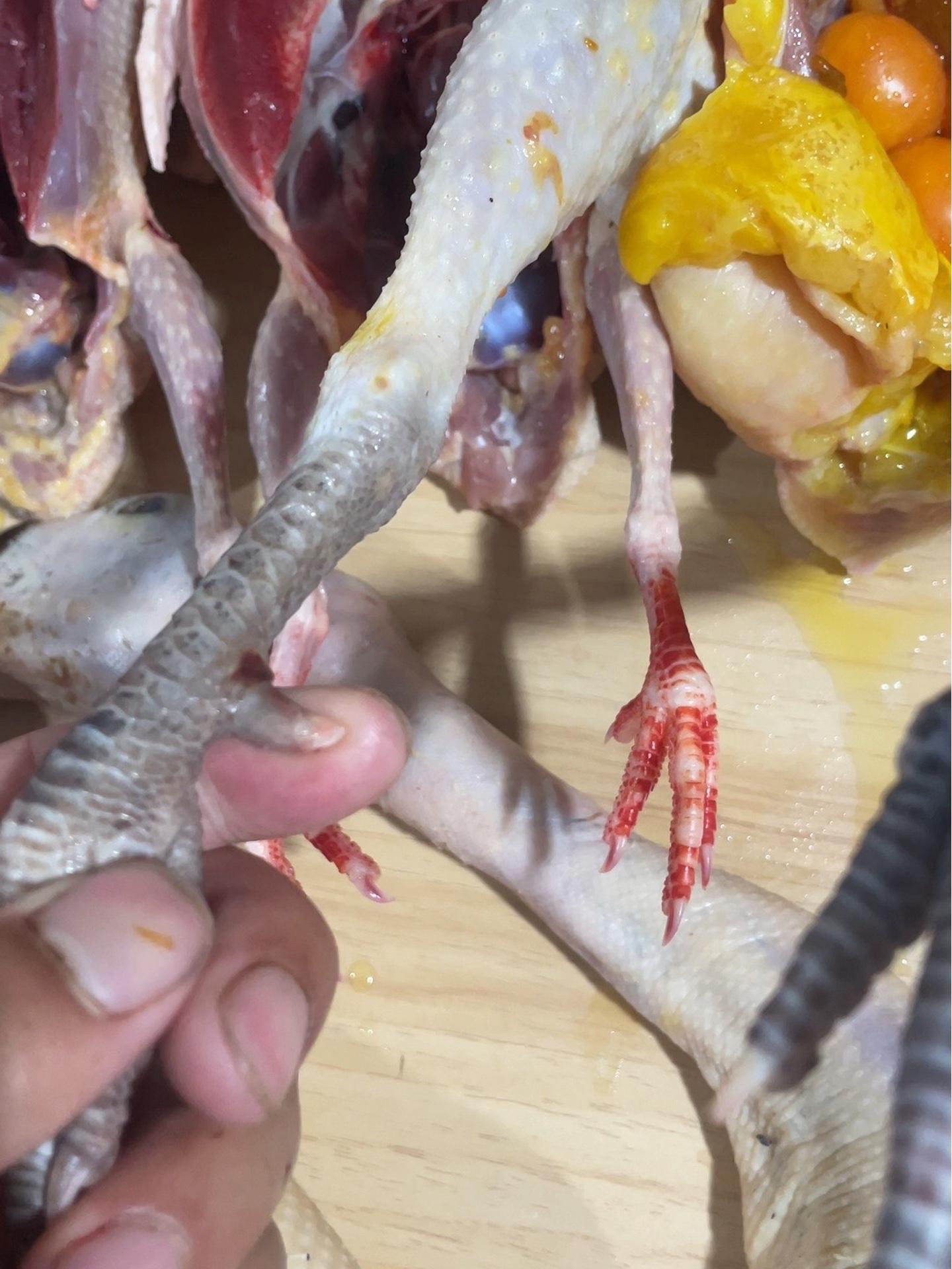 张脚蹬3年老母鸡见过没 江苏盐城 土鸡土鸭 老鹅 农产品 散养