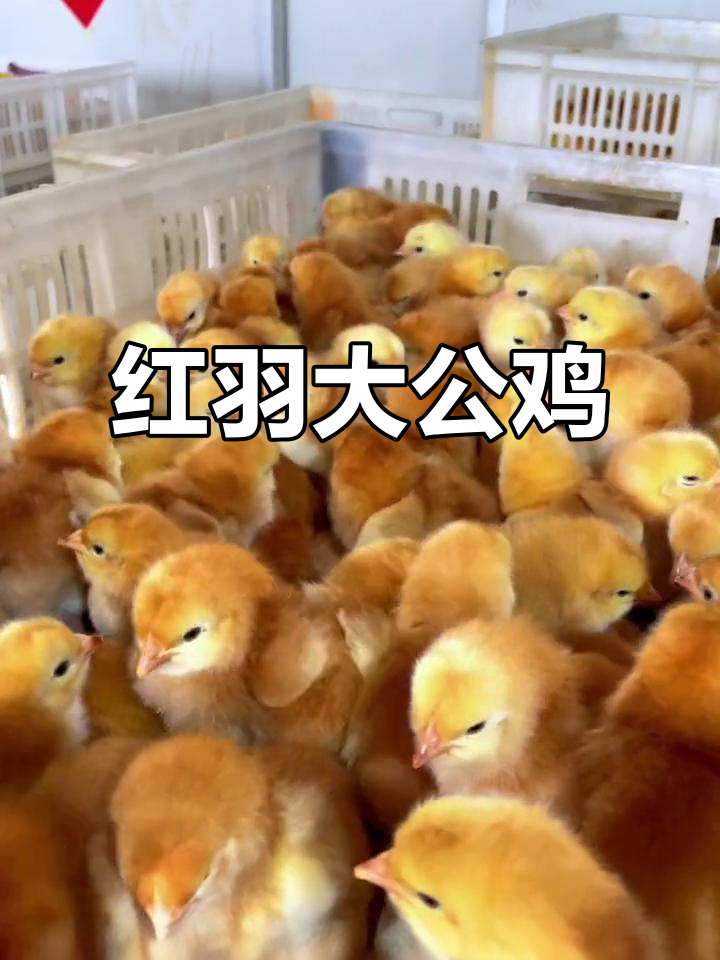 红玉公鸡,羽毛鲜艳,成年可达10斤