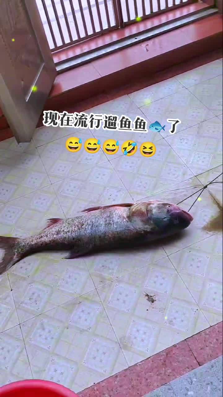 遛狗遛猫时代过时了,现在流行遛鱼了 好大一条鱼 钓鱼的乐趣只有钓鱼人懂 这鱼哪个钓友看了不