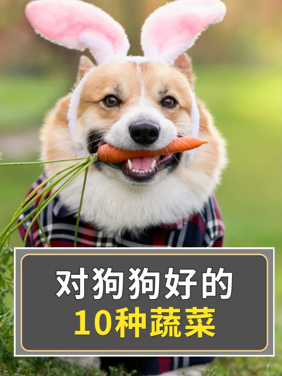 狗狗吃这10种蔬菜,对它身体有好处!