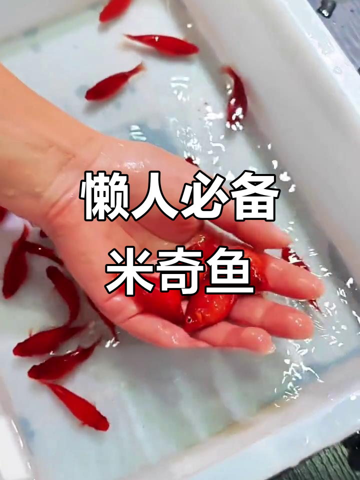 米奇鱼:超易养的神奇观赏鱼,每月都能生一窝小鱼苗