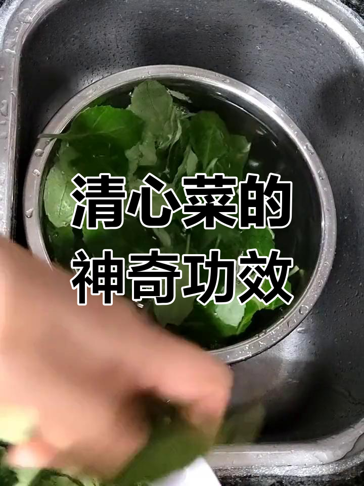 潮汕清心菜,润肺止咳的天然良方