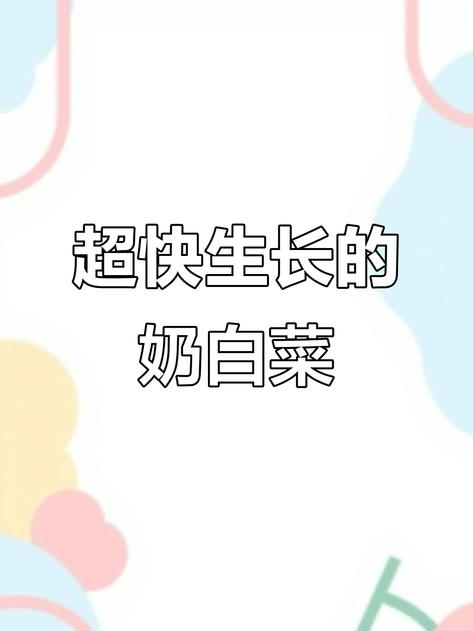 矮脚奶白菜,二十天就能收获,鲜嫩美味营养满满