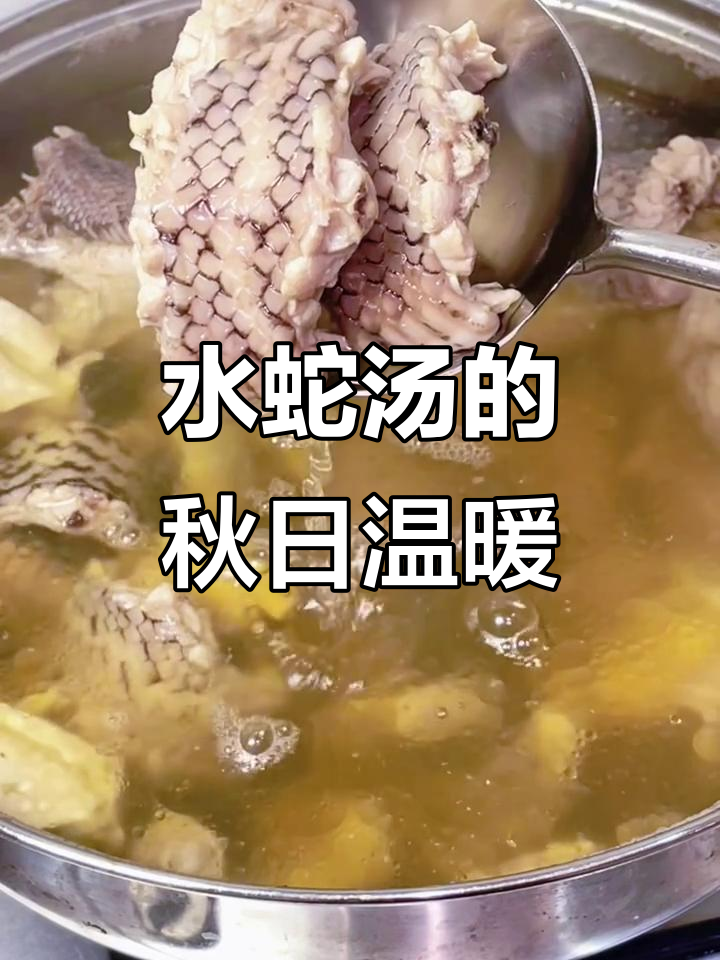 秋季滋补,水蛇鸡汤暖心又祛湿,简单在家做,老少皆宜!