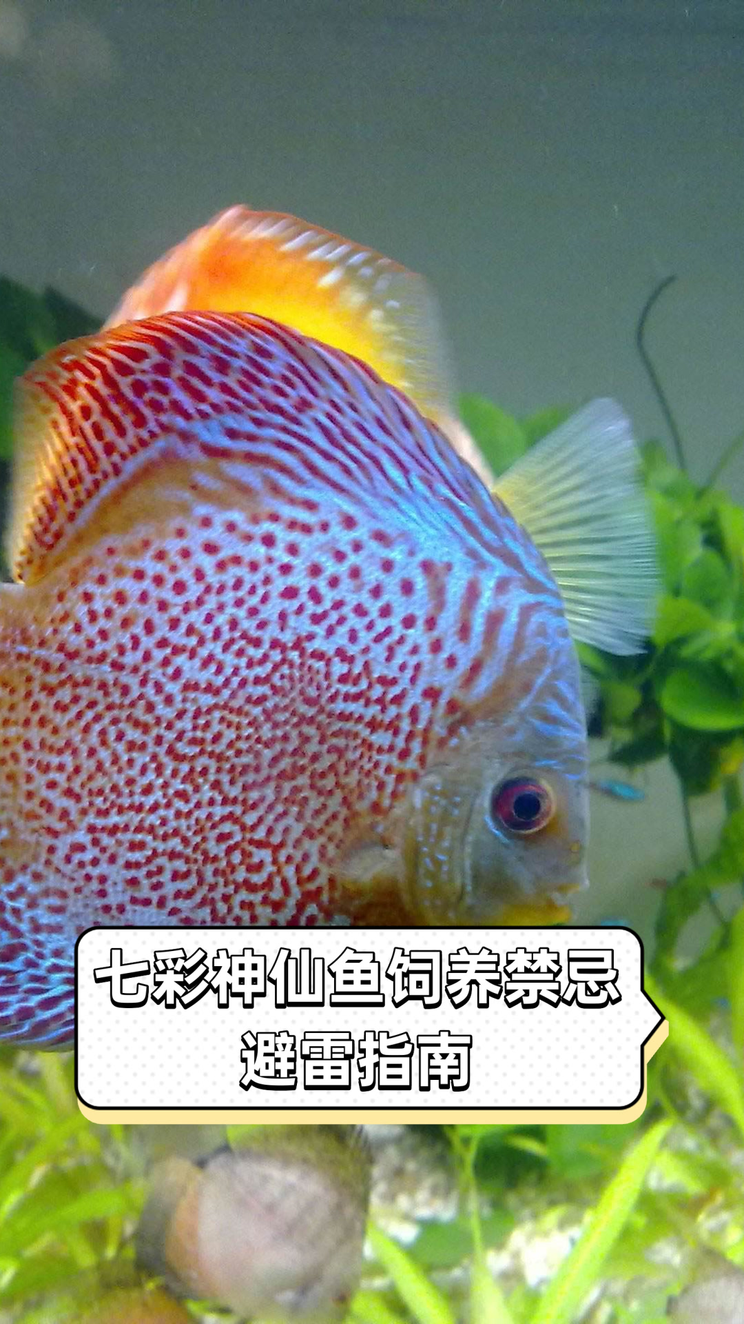 七彩神仙鱼饲养禁忌,避雷指南