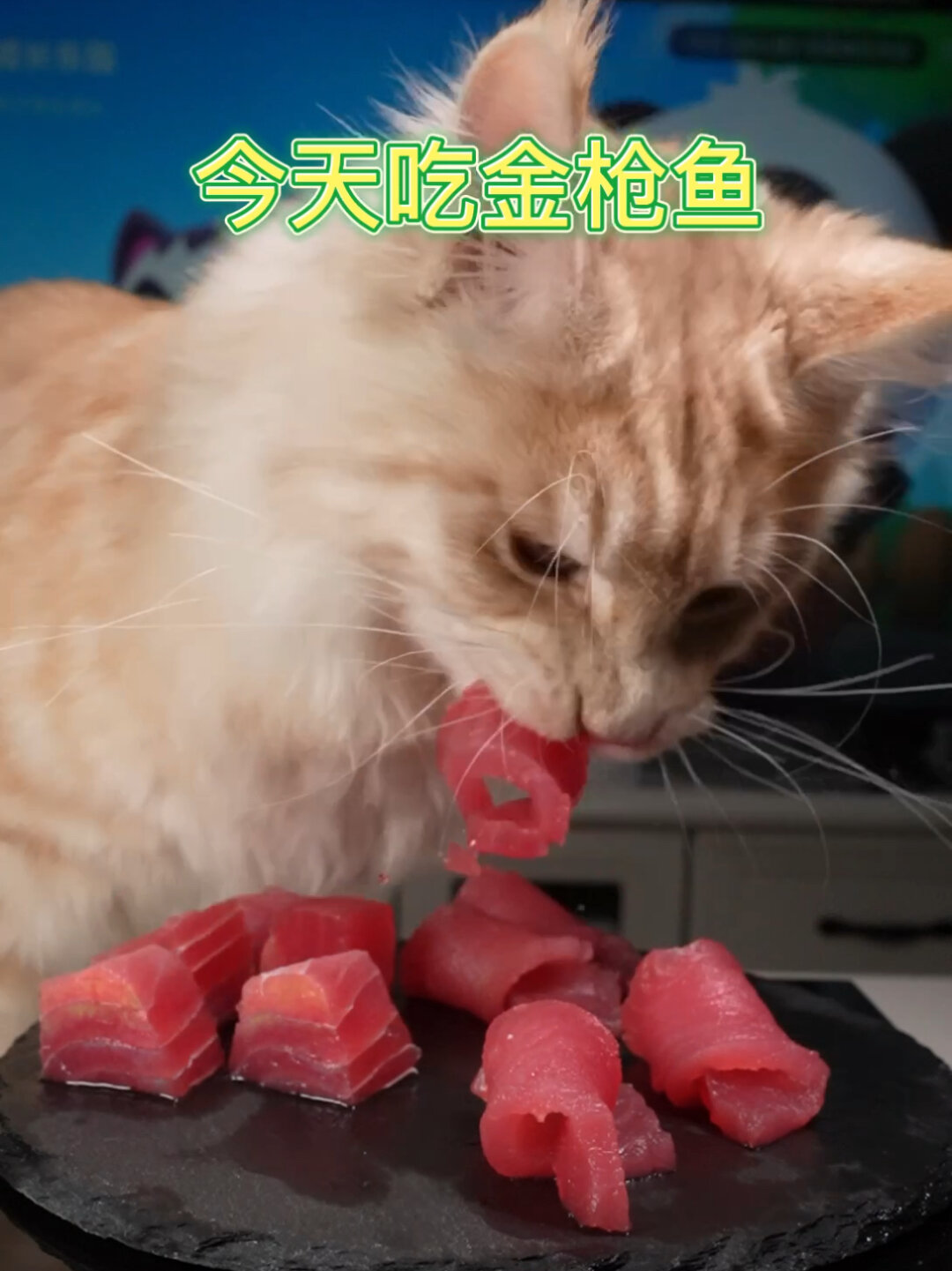 看小猫咪怎么吃金枪鱼刺身