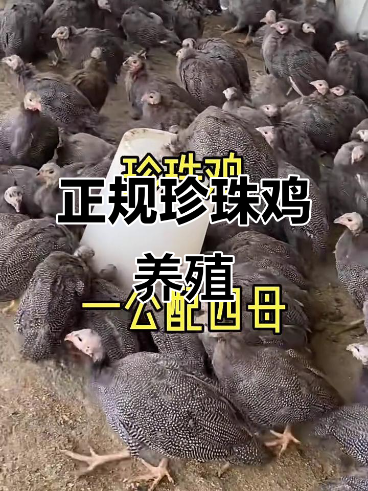 珍珠鸡养殖场揭秘:正规养殖与健康管理
