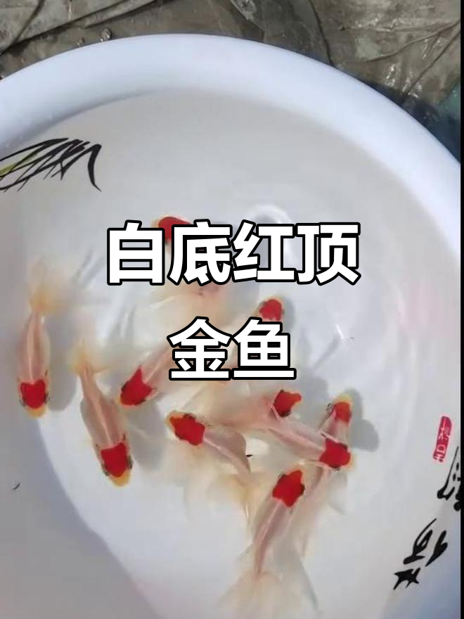 凤鹤金鱼:白身红顶,尾巴如纱衣般轻盈飘逸