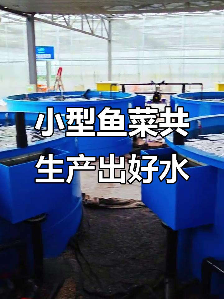 鱼菜共生小系统稳定运行,水质清澈、鱼儿活跃