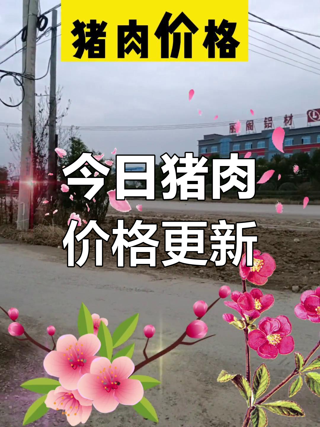 11月21日全国猪肉价格大揭秘,各地最新报价一览