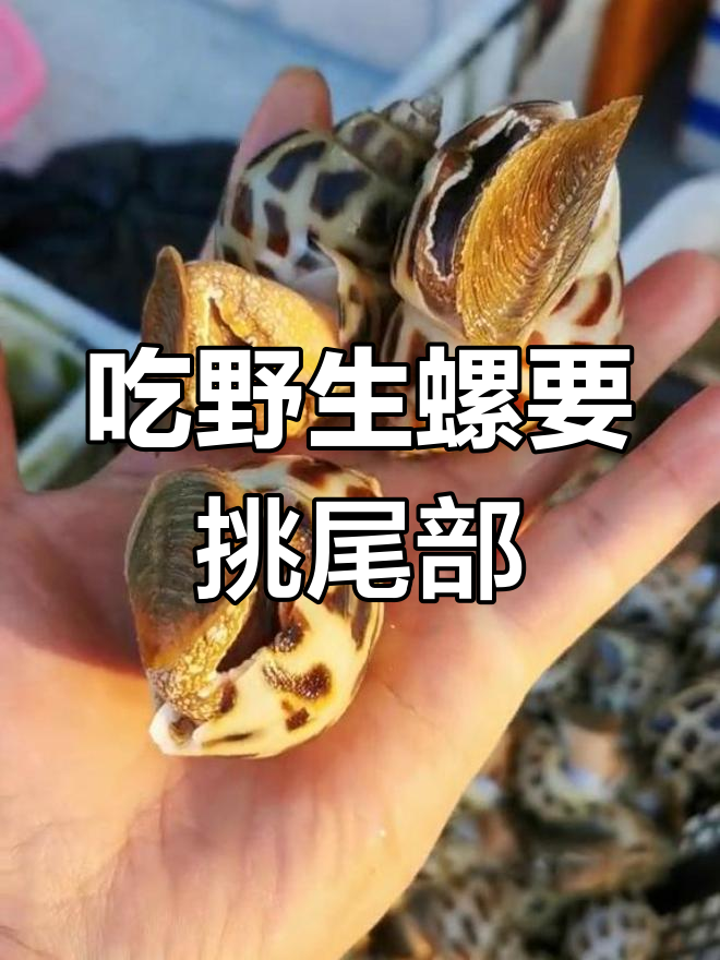 野生大花螺,肉质鲜美,尾部更香