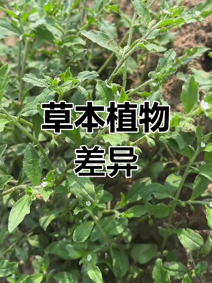 柔弱斑种草与附地菜的区别,你了解吗?