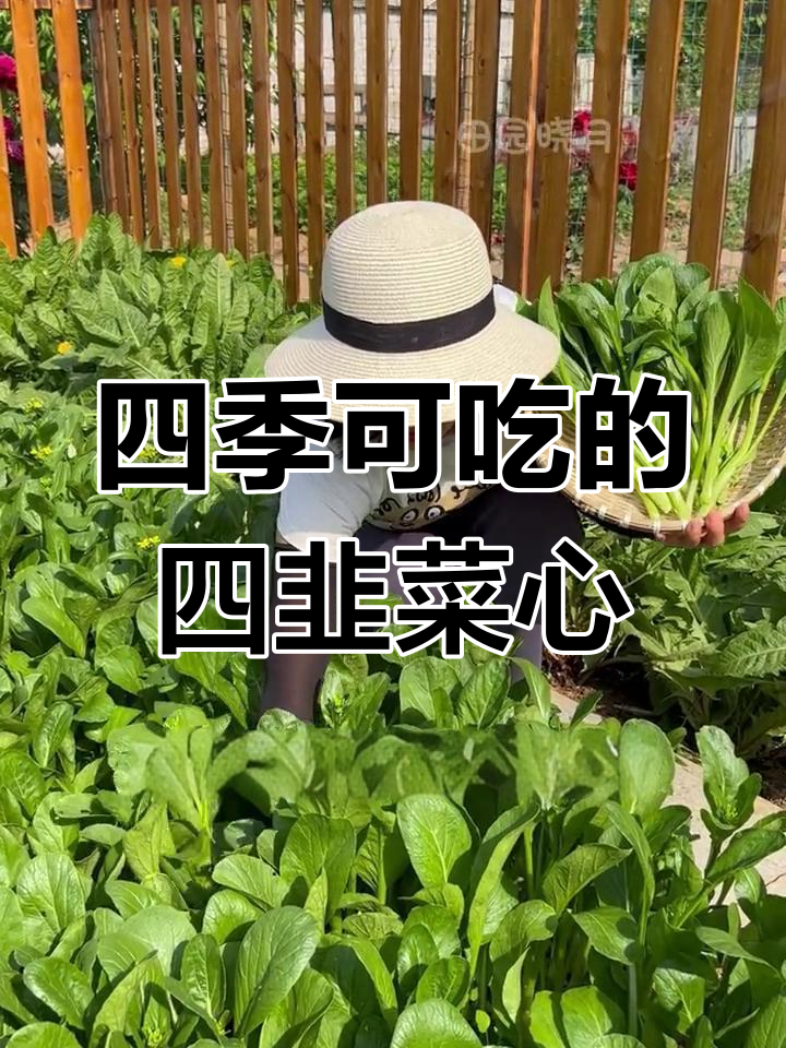 四九菜心种一次,多次采收轻松搞定