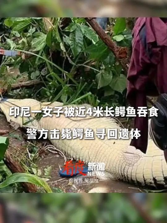 印尼一女子洗澡时被鳄鱼拖走吞食,警方击毙鳄鱼寻回遗体。印尼 鳄鱼