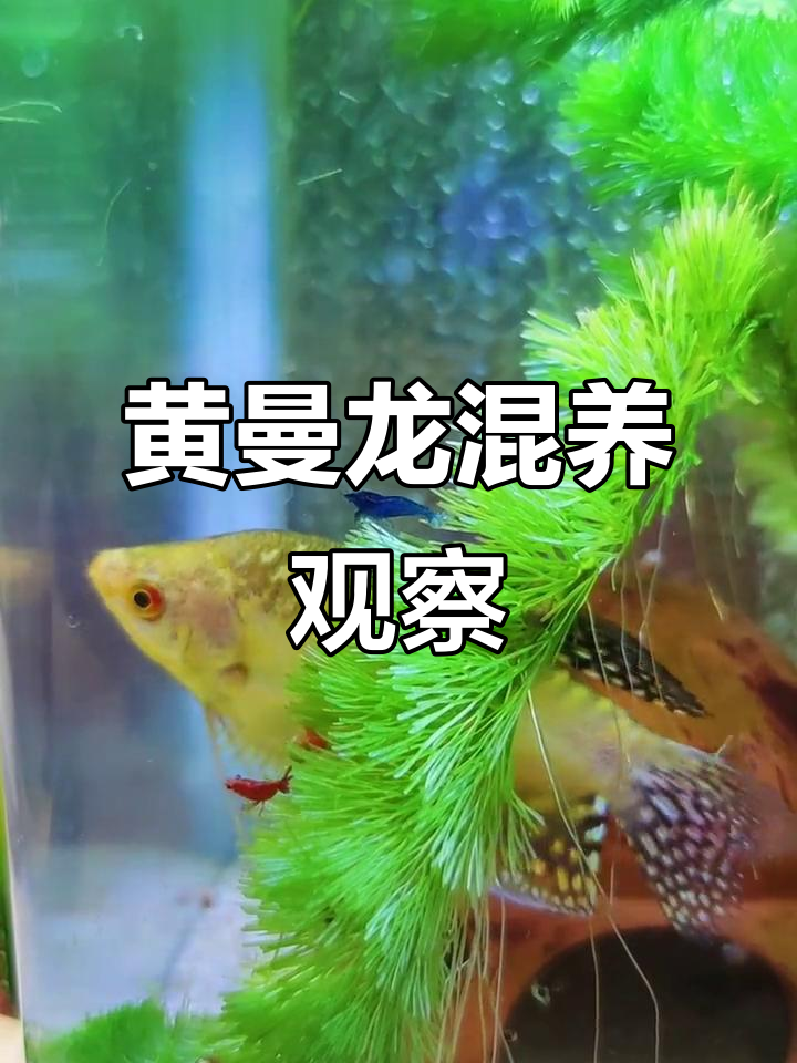 买了樱花虾和蓝丝绒,过几天看看它们有没有偷吃!
