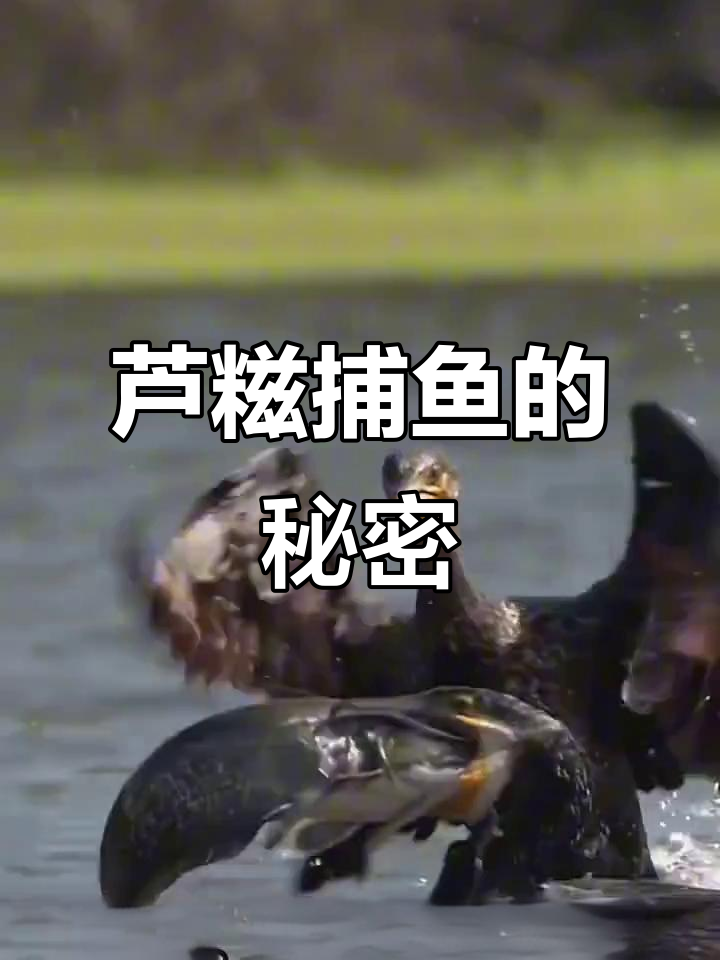 芦糍捕鱼:打工鸟的千年技艺,渔夫与鸬鹚的合作日常