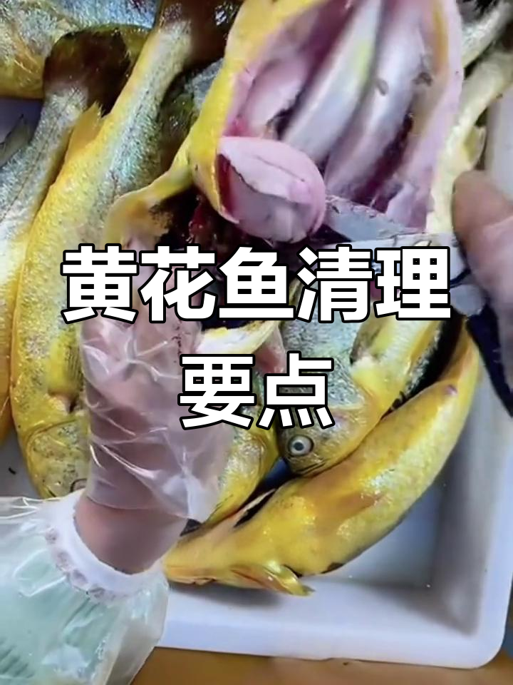 新鲜黄花鱼处理技巧,避免破坏鲜度