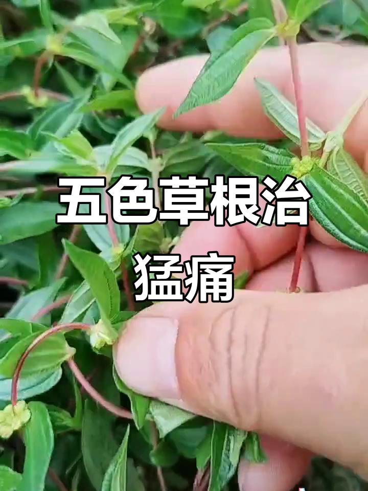 糯米锅藤根能治痛,试试这个方法