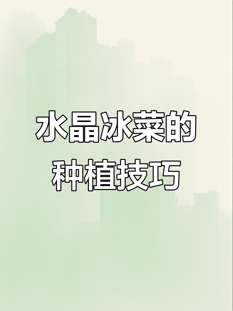 阳台种水晶冰菜,自带咸味又营养丰富