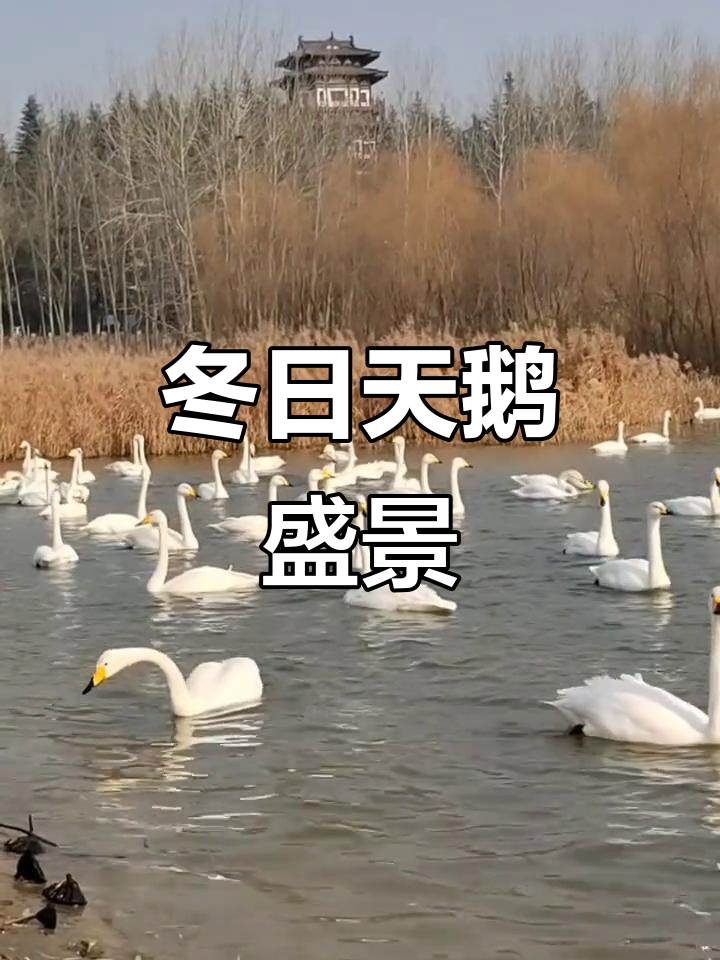 2025年12月11日,天鹅湖湿地公园冬季观赏期景色迷人