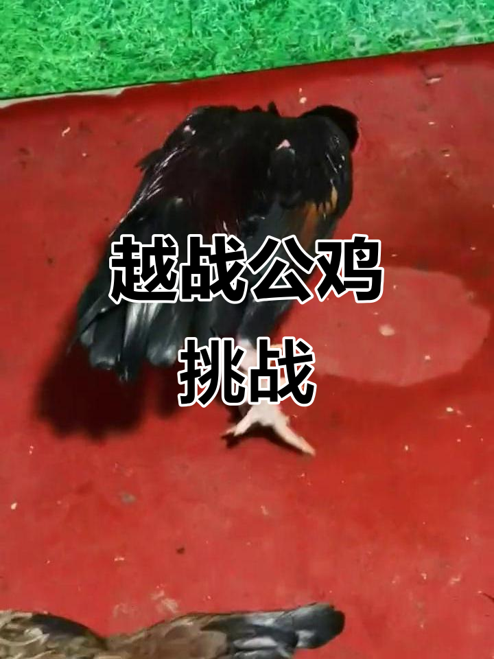 越南山鸡斗法,公鸡中的战斗机大比拼