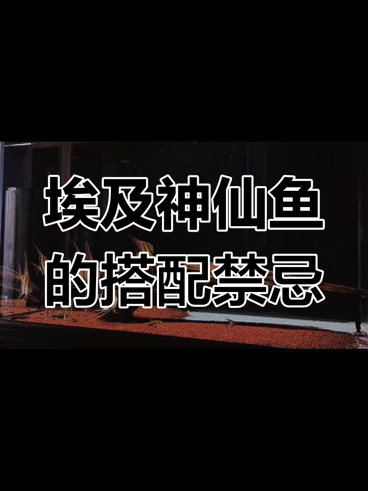 埃及神仙鱼不能与这些灯鱼共养,选对配鱼才不伤拉丝