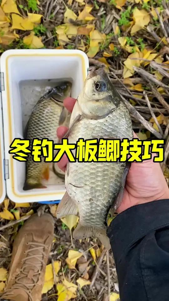 冬钓野钓大板鲫,这个办法靠谱又实用,你认可吗?最适合冬天的钓鱼经验来了 野生大板鲫 老坛维