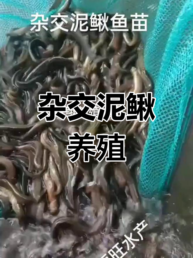 杂交泥鳅苗培育现场,三到五公分快速生长