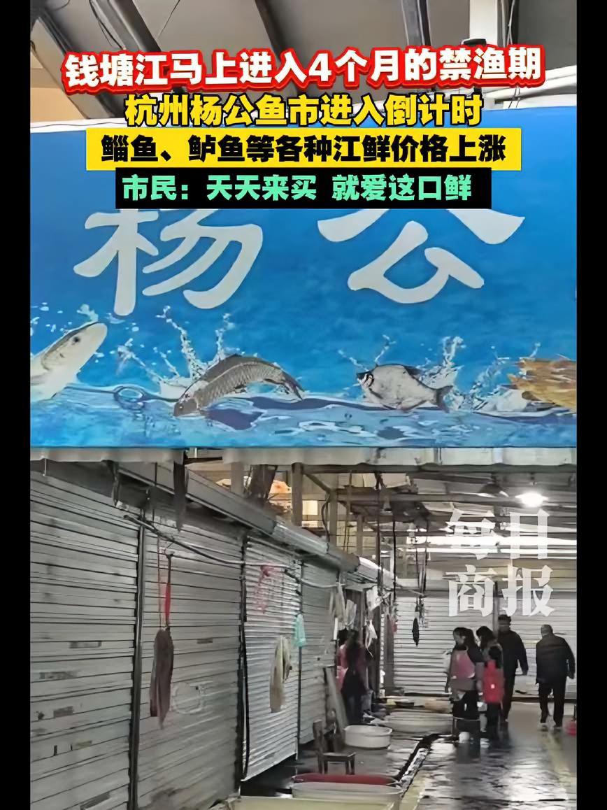3月1日起,钱塘江将进入四个月的全面禁渔期。这几天,很多爱吃江鲜的杭州人,都赶到杨公鱼市,