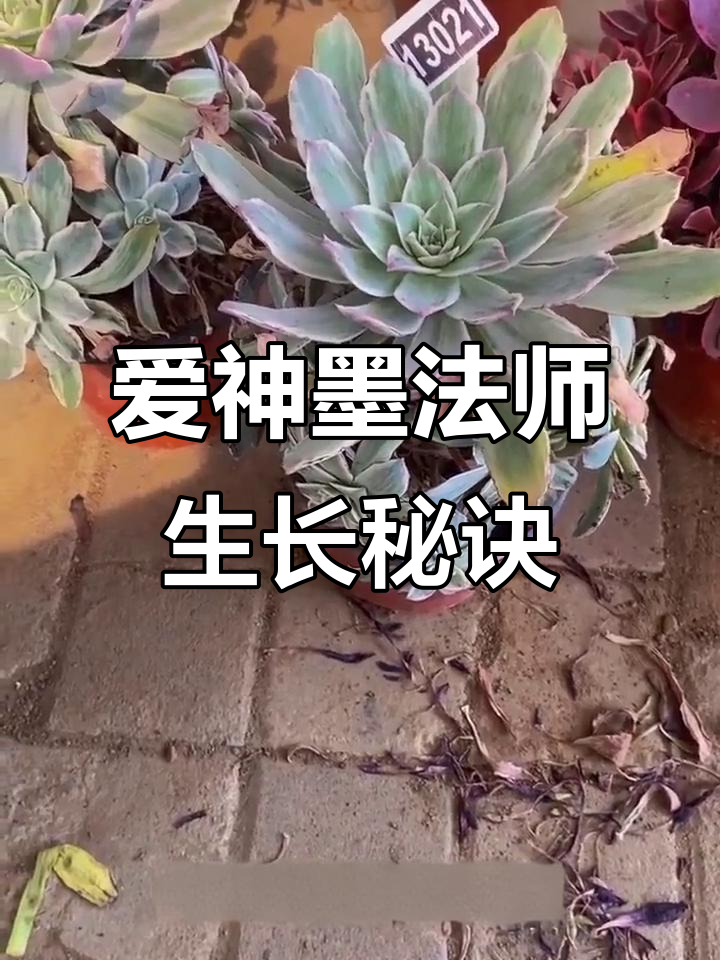 墨法师花养护全攻略,轻松养出美丽大颗爱神