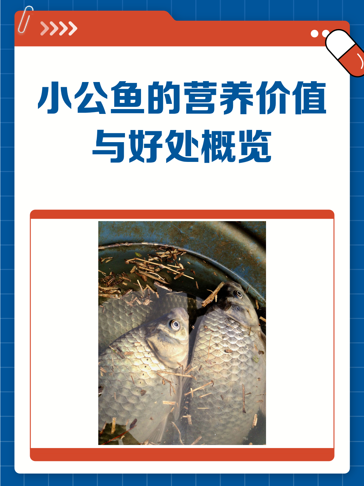 小公鱼:营养满满,好处多多!