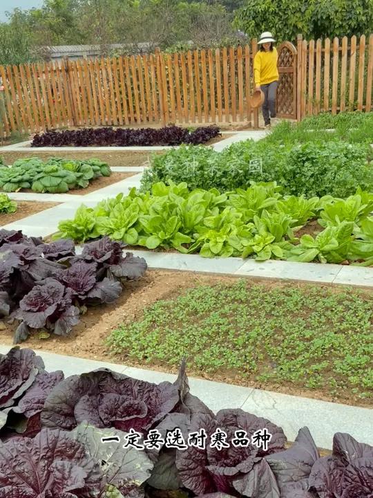 耐寒的五种蔬菜,推荐给大家 田园生活 我的小菜园 种植的乐趣